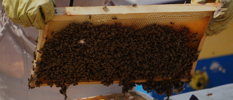 accessoires apiculture made in lyon ruche delandrea